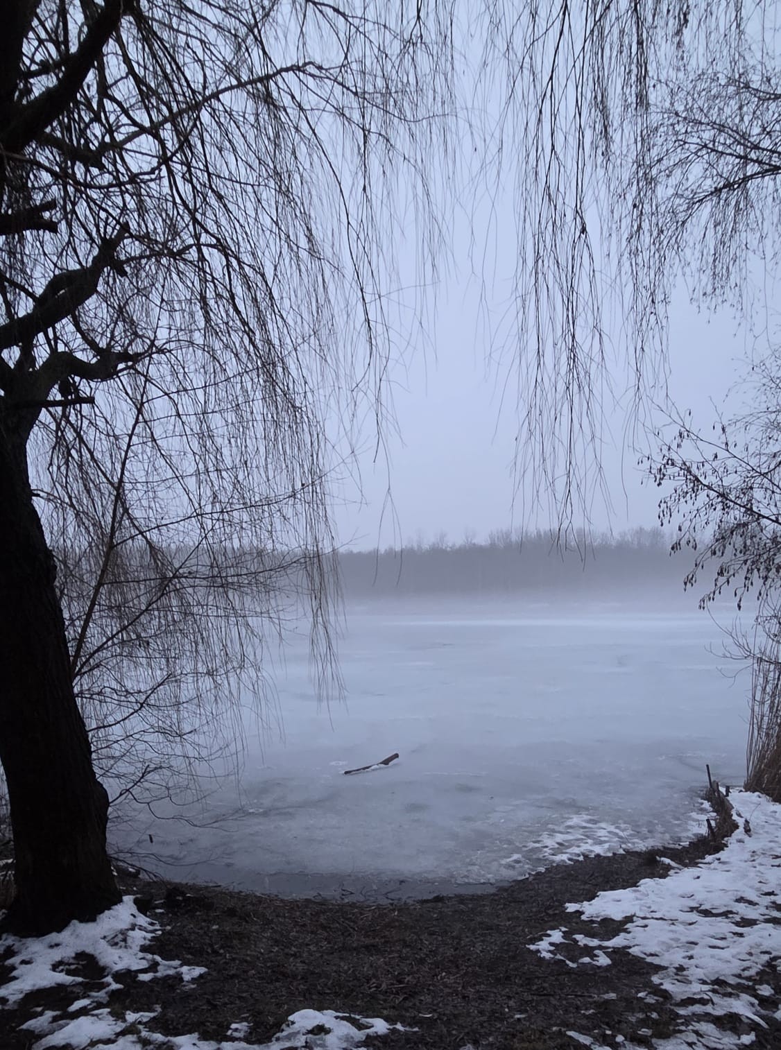 Spooky Stimmung am Waldsee Lauer